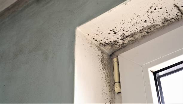 Best Mold Remediation for Rental Properties  in USA